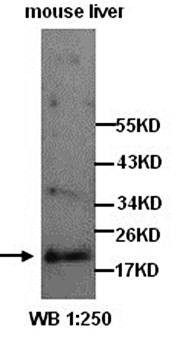 Western blot analysis of mouse liver lysates using PLA2G12B antibody