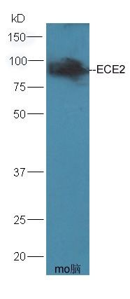 Western blot analysis of mouse brain lysates using ECE2 antibody