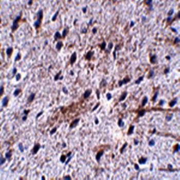  Immunohistochemical analysis of formalin-fixed and paraffin-embedded mouse brain tissue at 5 ug/mL using LRFN5 antibody