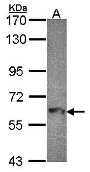 Western Blot analysis of A:HepG2 whole cell lysate using MTMR9 antibody 