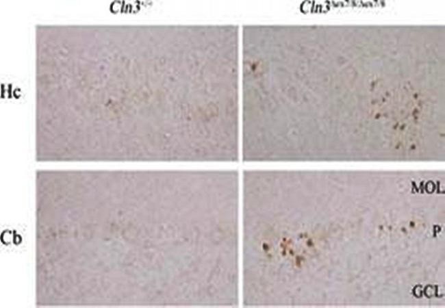 Immunohistochemical analysis of paraffin embedded mice hippocampus and cerebellum tissue to detect LC3 protein using LC3 antibody 