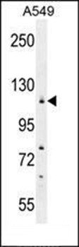 Western blot analysis of A549 cell line lysates (35ug/lane) using WDR52 antibody (C-term) 