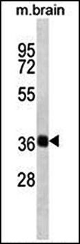 Western blot analysis of mouse brain tissue lysates (35ug/lane) using SYP antibody