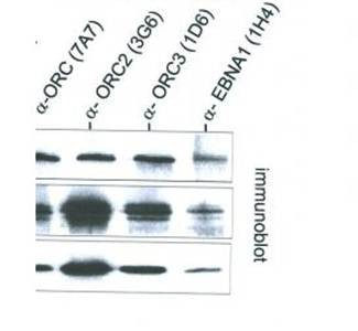 Western blot analysis of extracts of G3 region of Raji cell lysate using ORC2 antibody