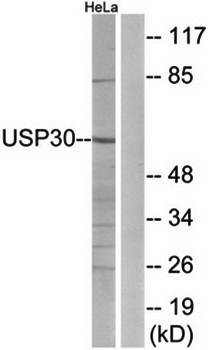 Western blot analysis of extracts from HeLa cells using USP30 antibody