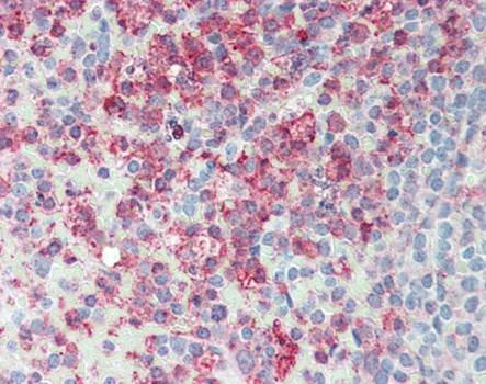 Immunohistochemical staining of paraffin embedded human spleen tissue using ERMP1 antibody (primary antibody at 1:200)
