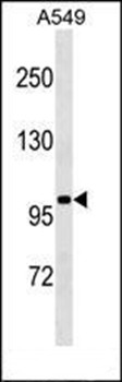 Western blot analysis of A549 cell line lysates (35ug/lane) using SLN13 antibody (C-term)