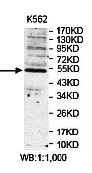 Western blot analysis of K562 cell lysate using PNLIPRP1 antibody 