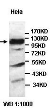 Western blot analysis of Hela cell lysate using HERC6 antibody 