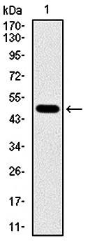  Western blot analysis of human TUBA8 (AA: 294-449) recombinant protein using TUBA8 antibody 