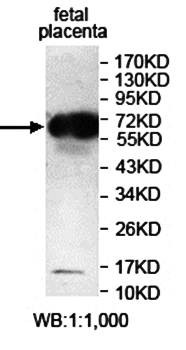 Western blot analysis of fetal placenta lysate using IQCE antibody 