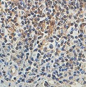  Immunohistochemical analysis of formalin-fixed paraffin embedded fetal spleen showing nucleus staining using IQCE antibody