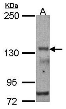 Western Blot analysis of A:HCT116, whole cell lysate using POLR3A antibody 