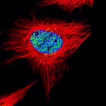  Confocal immunofluorescence analysis of paraformaldehyde-fixed HeLa using POLR3A antibody