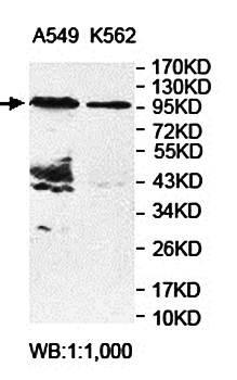  Western blot analysis of A549 and K562 cell lysate using ARHGAP27 antibody