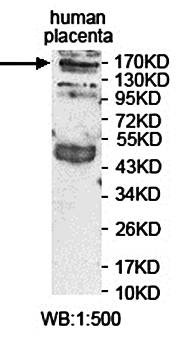  Western blot analysis of human placenta lysate using ARHGAP21 antibody