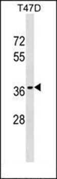 Western blot analysis of T47D cell line lysates (35ug/lane) using OR10T2 antibody (C-term)