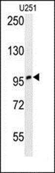 Western blot analysis of U251 cell line lysates (35ug/lane) using ZNF197 antibody (N-term) 