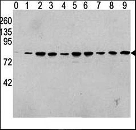Western blot analysis of Phospho-RAF1-pS338 antibody in human TPA activated Hela cell line lysates 