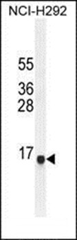 Western blot analysis of NCI-H292 cell line lysates (35ug/lane) using SPAG11A antibody (N-term)