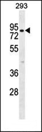  Western blot analysis of CLPX antibody in mouse testis tissue lysates 