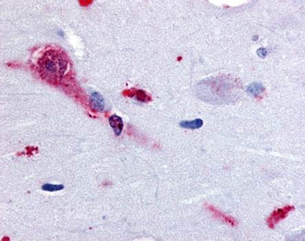 Immunohistochemical staining of paraffin embedded human brain tissue using TAAR1 antibody (primary antibody at 1:200)