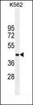 Western blot analysis of K562 cell line lysates (35ug/lane) using SIGLEC15 antibody (C-term) 