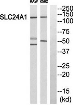 Western blot analysis of extracts from RAW264.7 cells and K562 cells using SLC24A1 antibody
