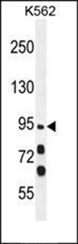 Western blot analysis of K562 cell line lysates (35ug/lane) using MYO19 antibody (Center) 