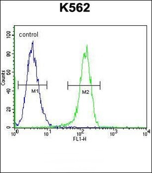  Flow cytometric analysis of K562 cells (right histogram) compared to a negative control cell (left histogram) using using MYO19 antibody (Center)