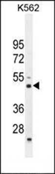 Western blot analysis of K562 cell line lysates (35ug/lane) using RBM43 antibody (N-term) 