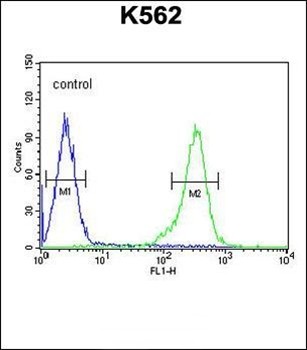  Flow cytometric analysis of K562 cells (right histogram) compared to a negative control cell (left histogram) using RBM43 antibody (N-term)