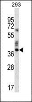 Western blot analysis of 293 cell line lysates (35ug/lane) using OR9K2 antibody (C-term)