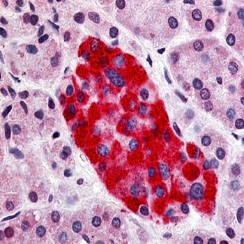 Immunohistochemical staining of paraffin embedded human pancreas tissue using GPR55 antibody (primary antibody at 1:200)