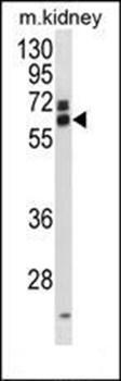 Western blot analysis of mouse kidney tissue lysates (35ug/lane) using EIF3L antibody (N-term)