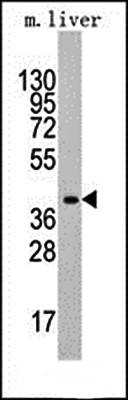 Western blot analysis of anti-ALDOA antibody in mouse liver tissue lysates 