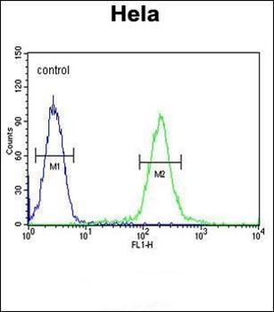  Flow cytometric analysis of Hela cells (right histogram) compared to a negative control cell (left histogram) using GALNT4 antibody (N-term)