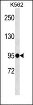 Western blot analysis of K562 cell line lysates (35ug/lane) using ELFN1 antibody (C-term)