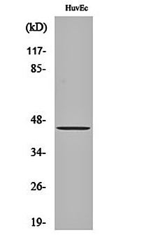 Western blot analysis of HuvEc cell lysates using FAM80A antibody