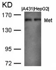  Western blot analysis of Met(Ab-1003) antibody in A431 and HepG2 cells lysate