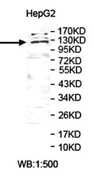  Western blot analysis of HepG2 cell lysate using USP38 antibody