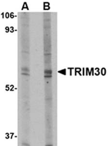 Western blot analysis of mouse heart tissue lysate at (A) 1 and (B) 2 ug/mL using TRIM30 antibody 
