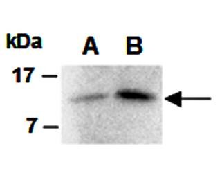 Western blot analysis of total cell extracts from mouse FGF2 protein(A:10ng,B:100ng) using FGF2 antibody