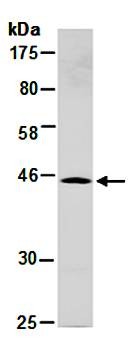 Western blot analysis of total cell extracts from human Jurkat using SYT5 antibody
