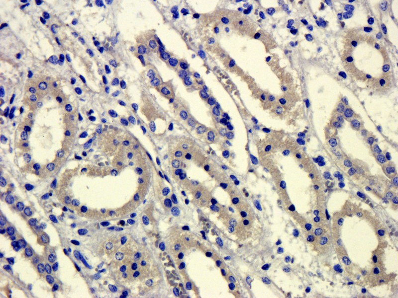 Immunohistochemical staining of paraffin embedded pig kidney tissue using anti-GPR55 (primary antibody at 1: 100) 