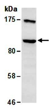 Western blot analysis of total cell extracts from human Hela using PRMT10 antibody