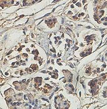  Immunohistochemical analysis of formalin-fixed paraffin embedded fetal pancreas showing cytoplasmic and membrane staining using JTB antibody