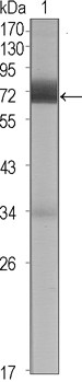 Western blot analysis of CER1-hIgGFc transfected HEK293 cell lysate using CER1 antibody.