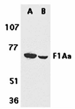 Western blot analysis of mouse (A) and rat (B) liver tissue lysates using F1A alpha antibody 