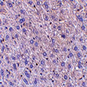  Immunohistochemical analysis of formalin-fixed and paraffin-embedded mouse liver tissue using F1A alpha antibody
